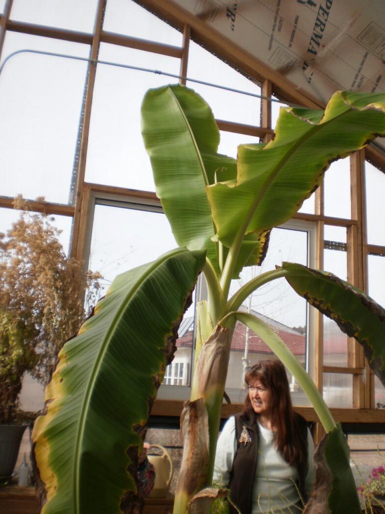 Betty by the banana tree.