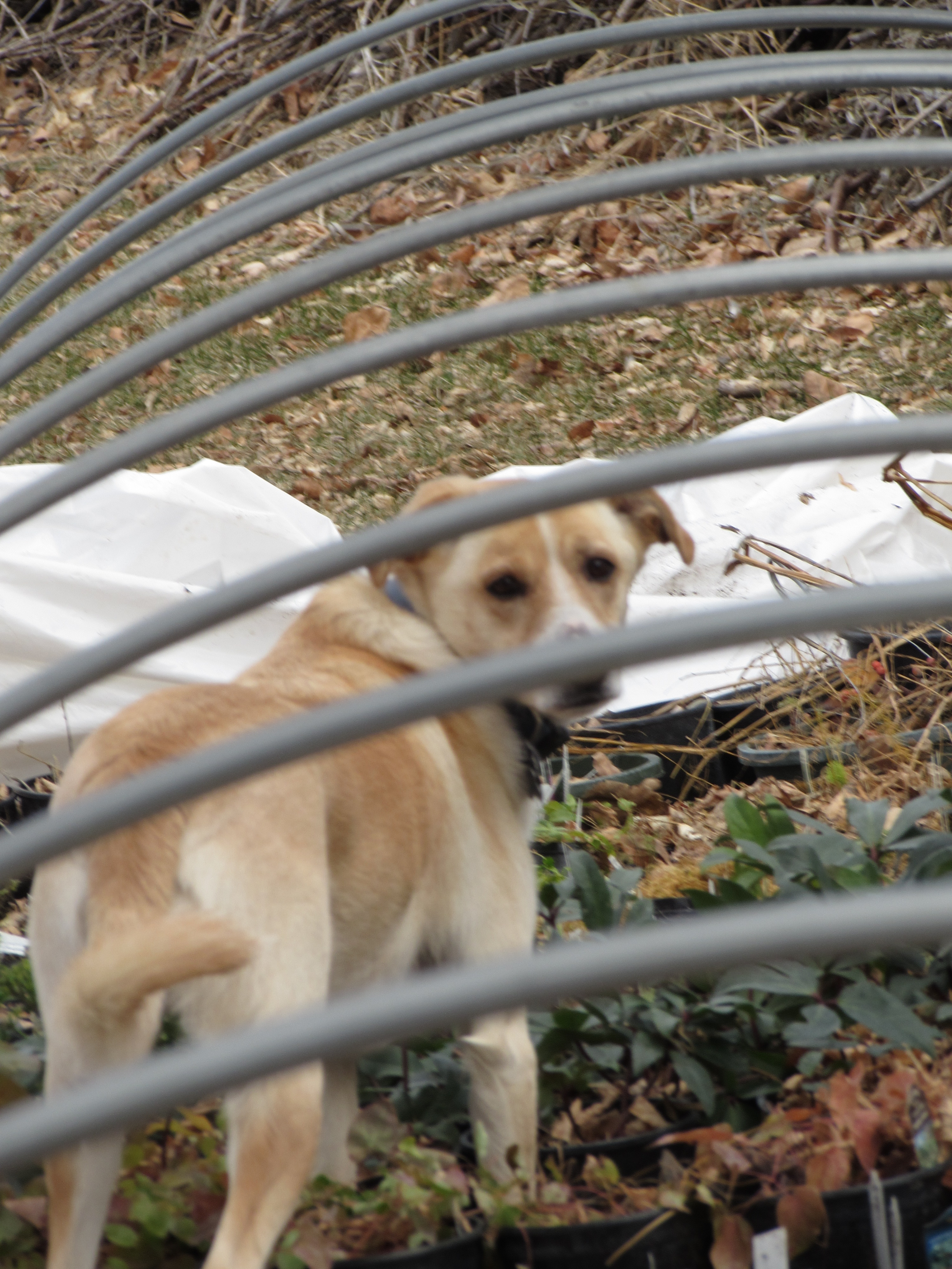 Xander in the coldframe.