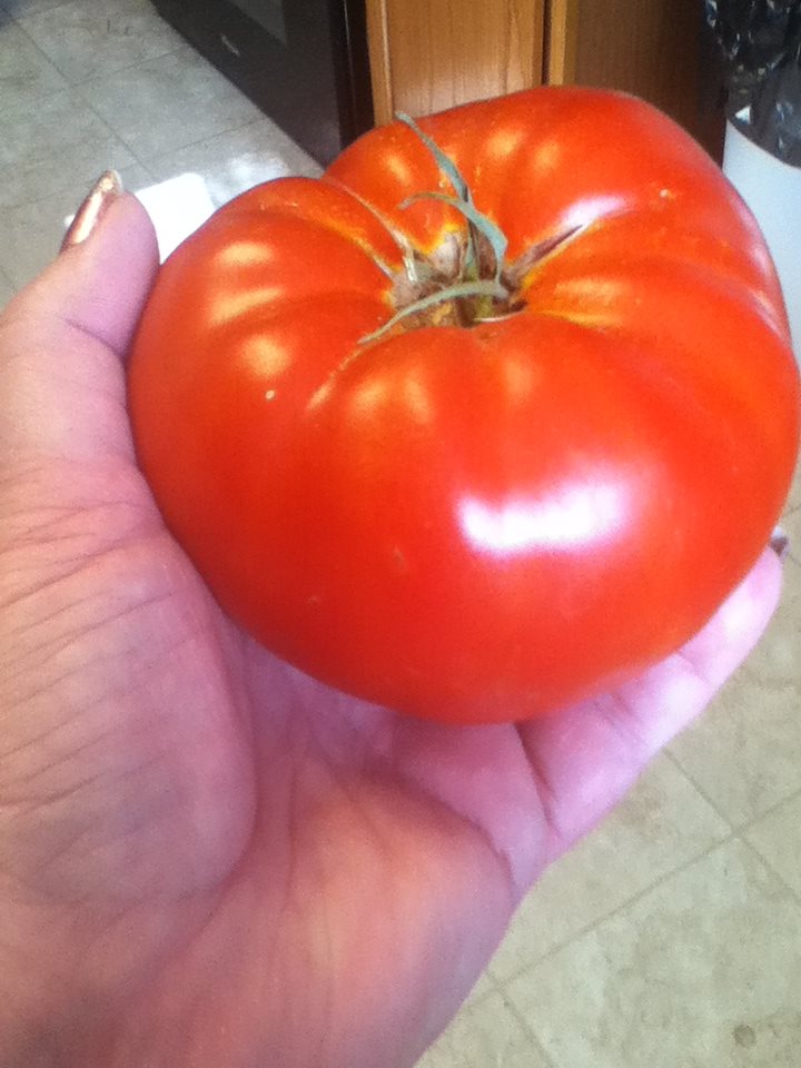 Flint Red tomato from Yvonne Ellis in Pueblo West