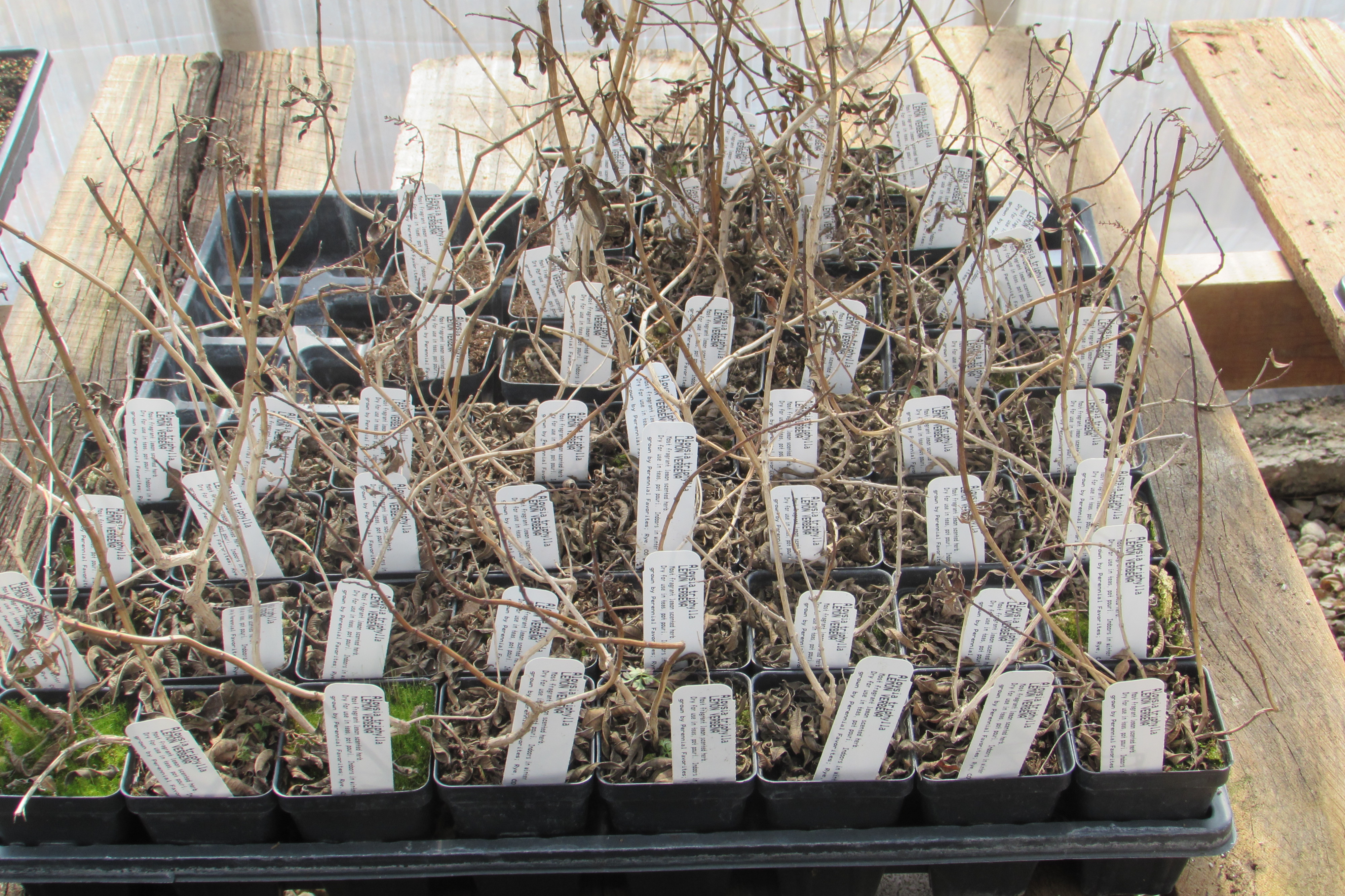 Lemon verbena, dormant after the winter.