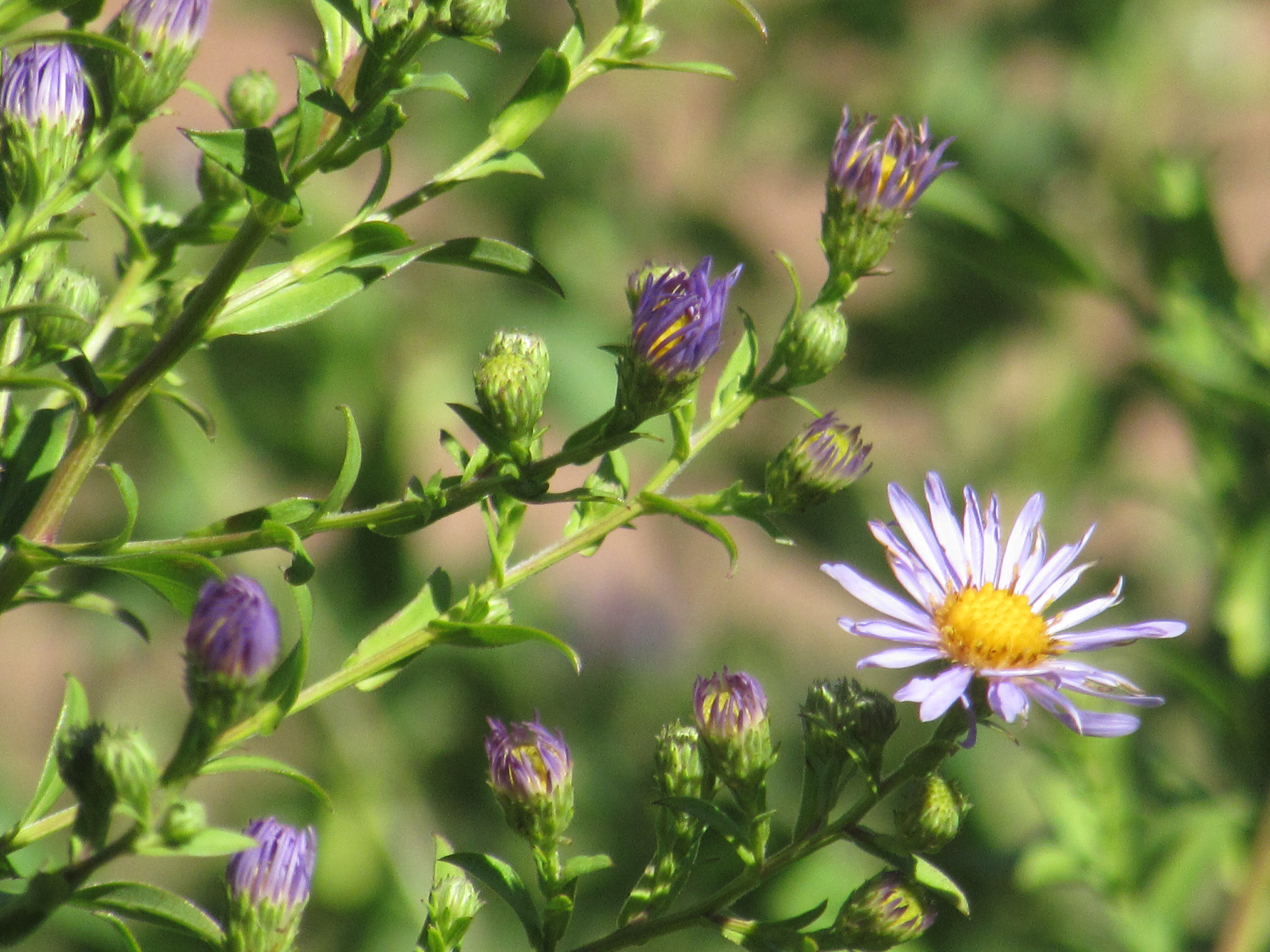 Aster 'Bill's Big Blue'