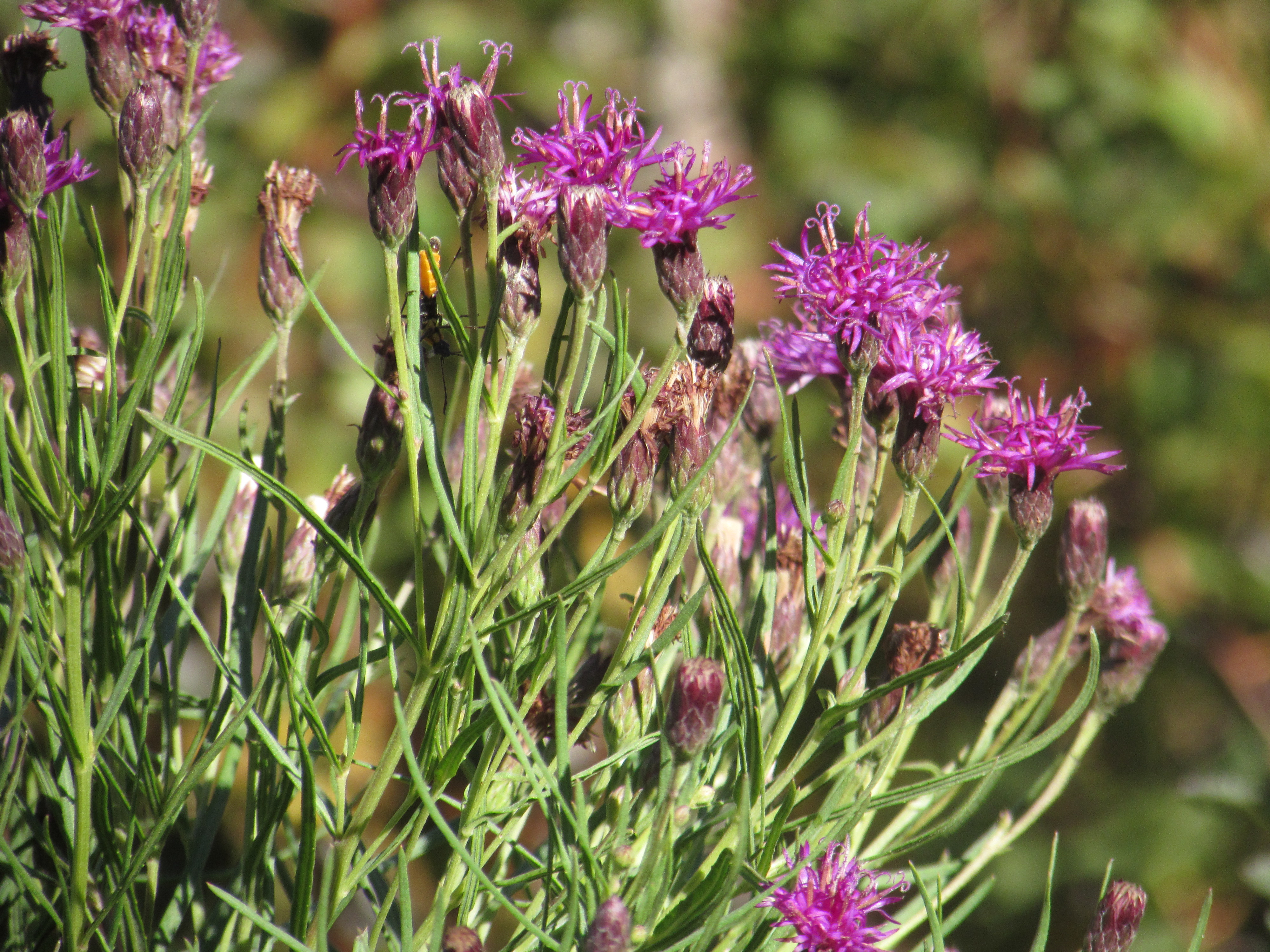 Vernonia 'Iron Butterfly'