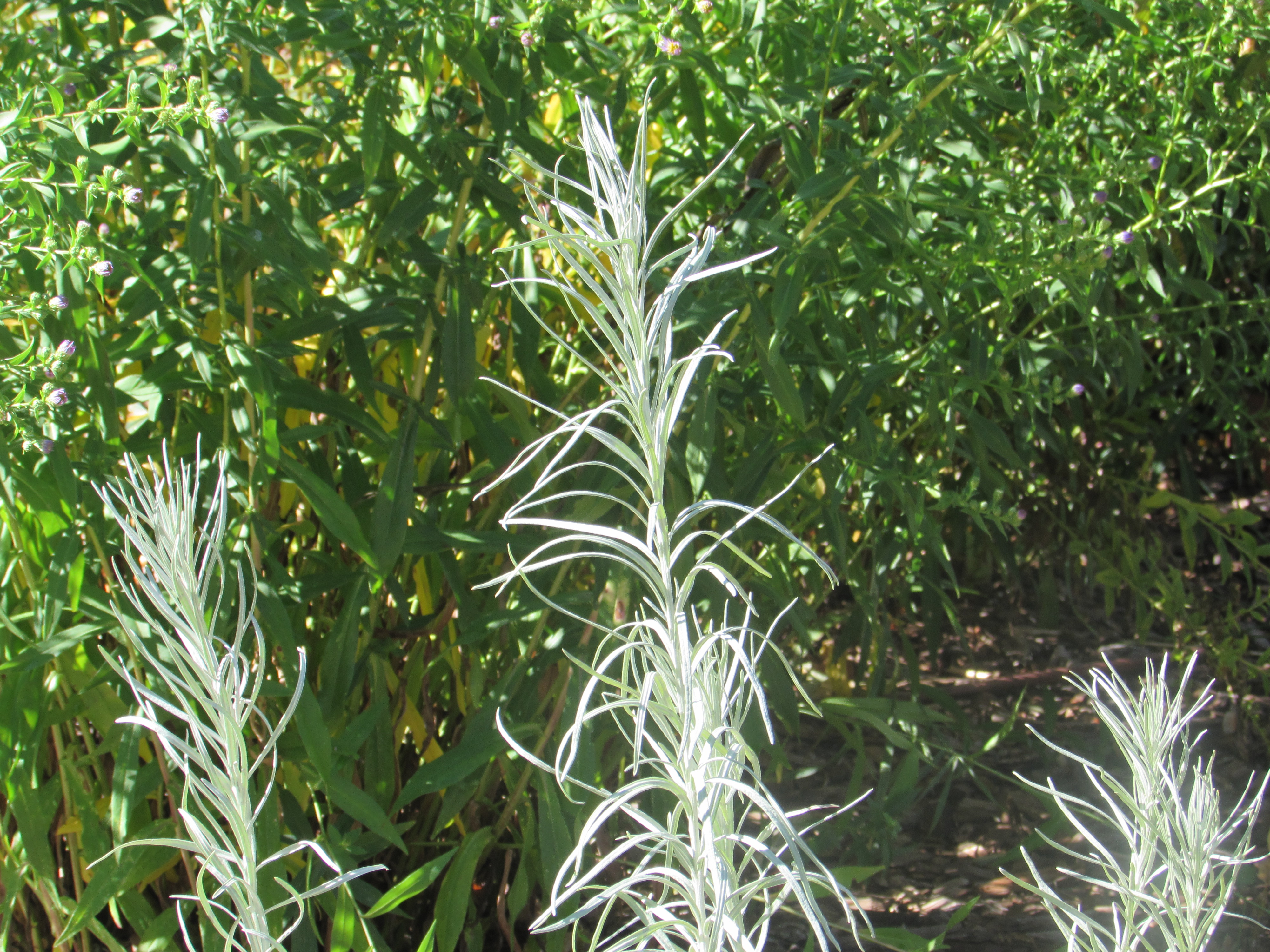 Vernonia larseniae 