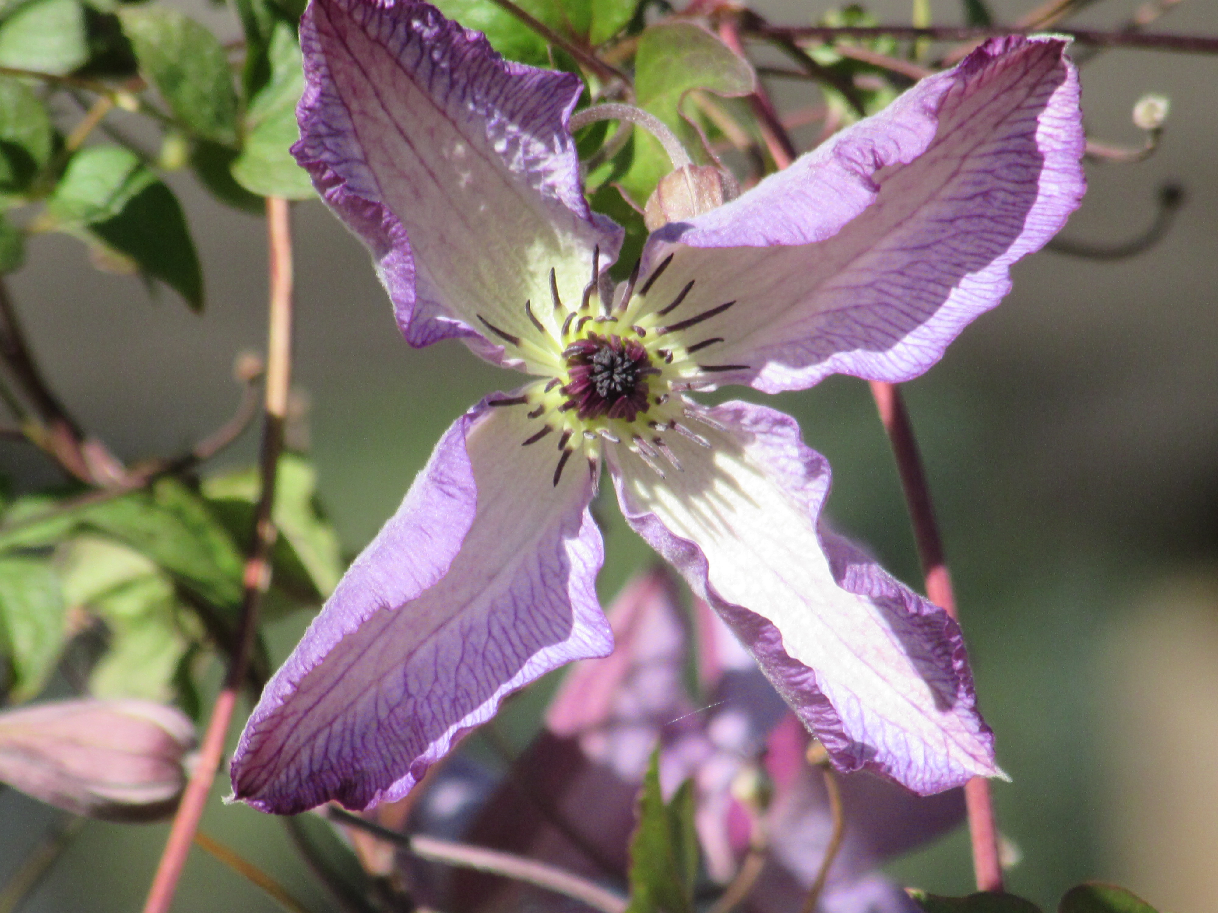 Clematis viticella 'Venosa Violacea' 